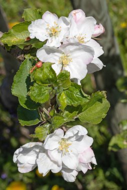 Baharda çiçek açan elma bahçesi
