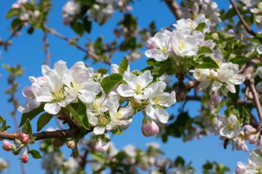 Baharda çiçek açan elma bahçesi