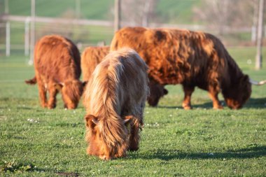 İsviçre çiftliğindeki İskoç sığır ineği.