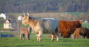 İsviçre çiftliğindeki İskoç sığır ineği.