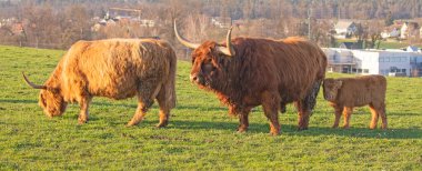 İsviçre çiftliğindeki İskoç sığır ineği.