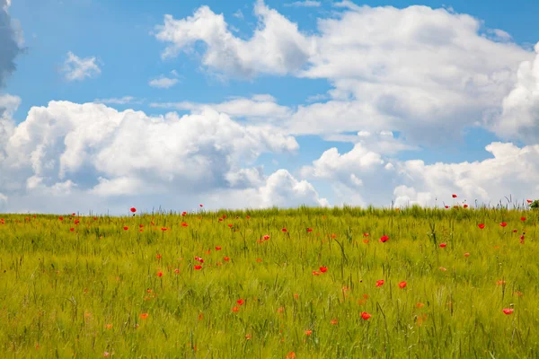 Coquelicots Rouges Lumineux Dans Jardin — Photo