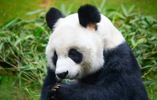 Gigantyczny Niedźwiedź Panda Jedzący Liście Bambusa — Zdjęcie stockowe