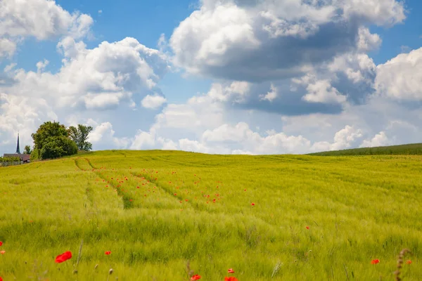 Knallrote Mohnblumen Garten — Stockfoto