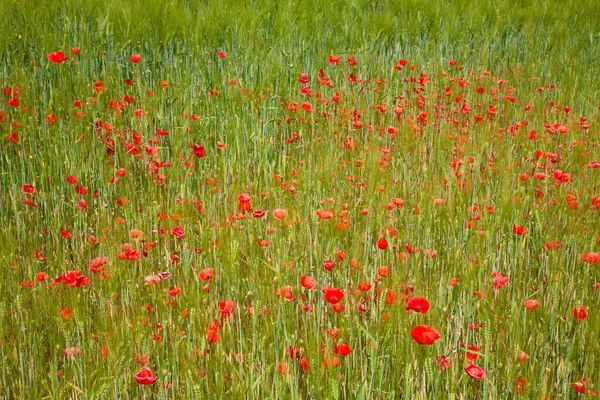 Bright Red Poppies Garden — Stock Photo, Image