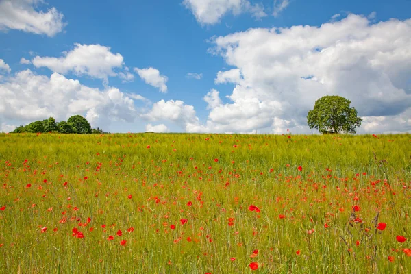 Coquelicots Rouges Lumineux Dans Jardin — Photo