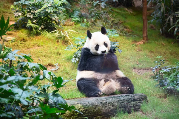 Oso Panda Gigante Comiendo Hojas Bambú — Foto de Stock