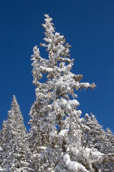 Vinter Schweiziska Alperna Schweiz — Stockfoto