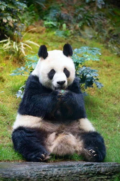 Oso Panda Gigante Comiendo Hojas Bambú — Foto de Stock