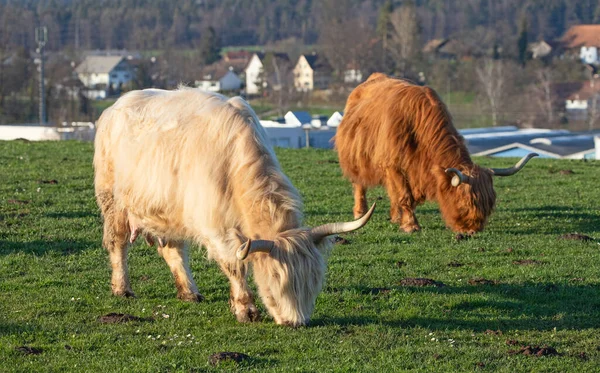 Scottish Highland Cattle Bread Cow Swiss Farm — Stock Photo, Image