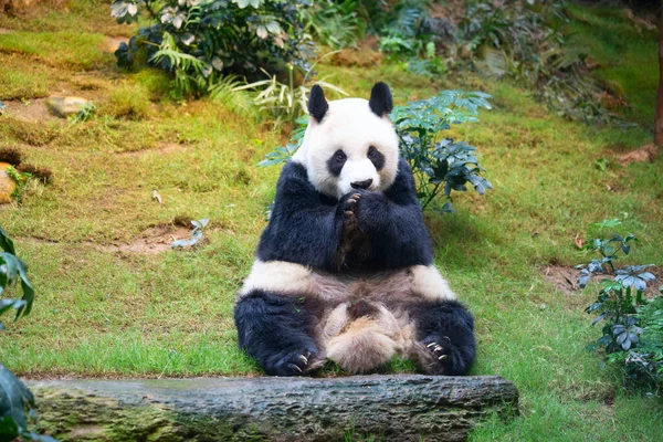 Urso Panda Gigante Comendo Folhas Bambu — Fotografia de Stock