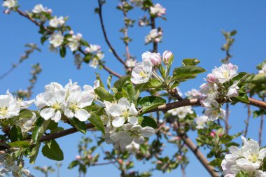 Baharda çiçek açan elma bahçesi