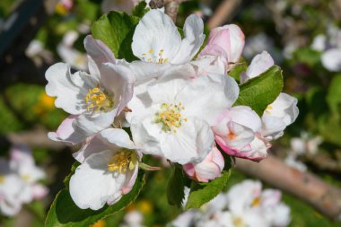 Baharda çiçek açan elma bahçesi