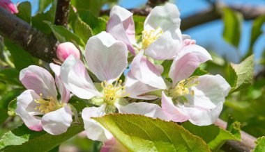 Baharda çiçek açan elma bahçesi