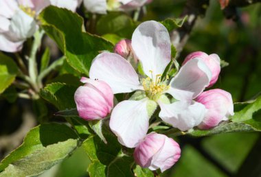 Baharda çiçek açan elma bahçesi