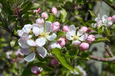 Baharda çiçek açan elma bahçesi