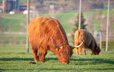 İsviçre çiftliğindeki İskoç sığır ineği.