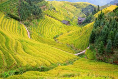 Longsheng Rice Terasları (Dragon 's Backbone) Çin' in Guilin şehrinden yaklaşık 100 km (62 mi) uzaklıkta, Longsheng County 'de bulunmaktadır.