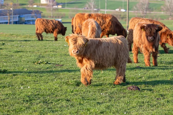 İsviçre çiftliğindeki İskoç sığır ineği.