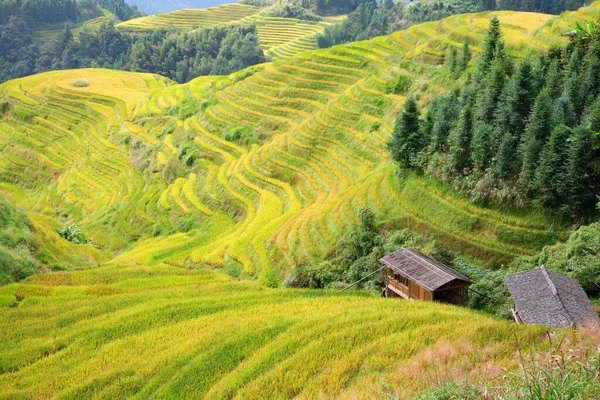 Longsheng Rice Terraces Dragon Backbone Επίσης Γνωστή Longji Rice Terraces — Φωτογραφία Αρχείου