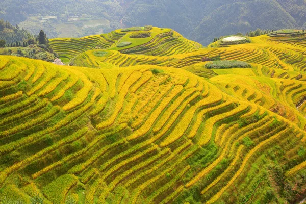 Longsheng Rice Terraces Espinha Dorsal Dragão Também Conhecido Como Longji — Fotografia de Stock