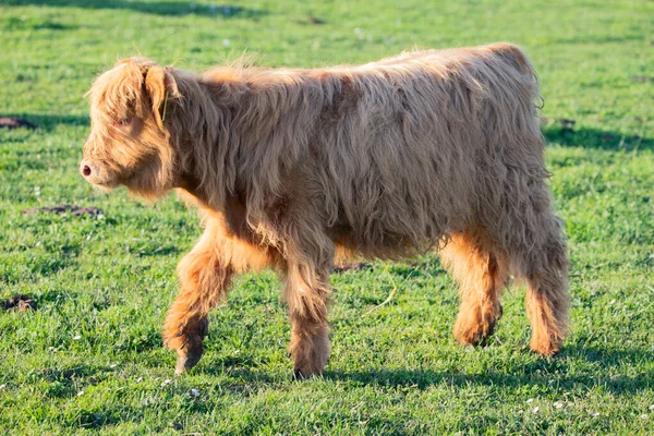 Шотландская Нагорная Корова Швейцарской Ферме — стоковое фото