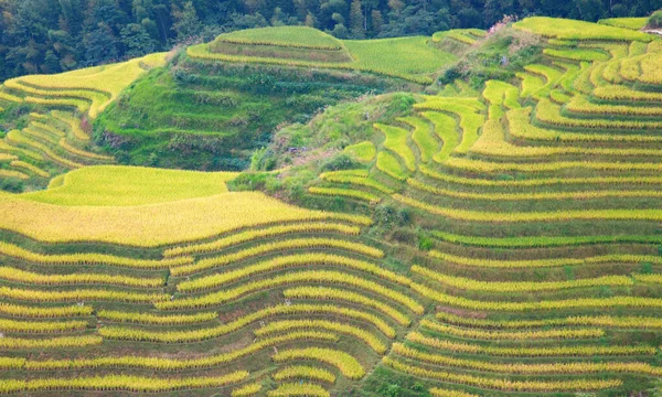 Longsheng Rice Terraces Dragon Backbone Επίσης Γνωστή Longji Rice Terraces — Φωτογραφία Αρχείου