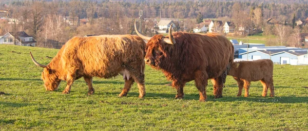 İsviçre çiftliğindeki İskoç sığır ineği.