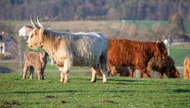 İsviçre çiftliğindeki İskoç sığır ineği.