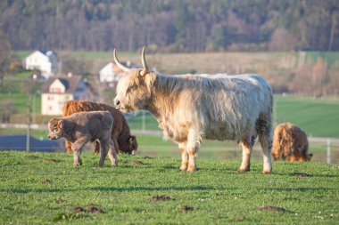 İsviçre çiftliğindeki İskoç sığır ineği.