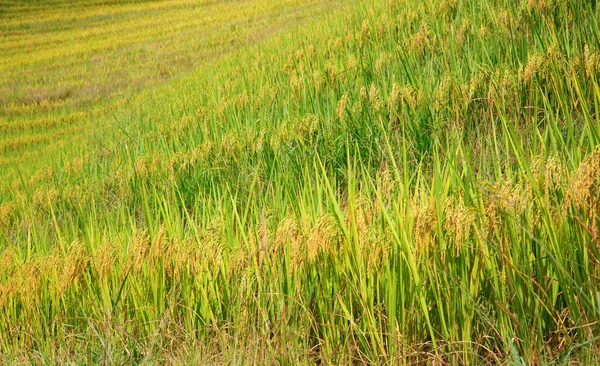 Terrazze Riso Longsheng Spina Dorsale Del Drago Note Anche Come — Foto Stock