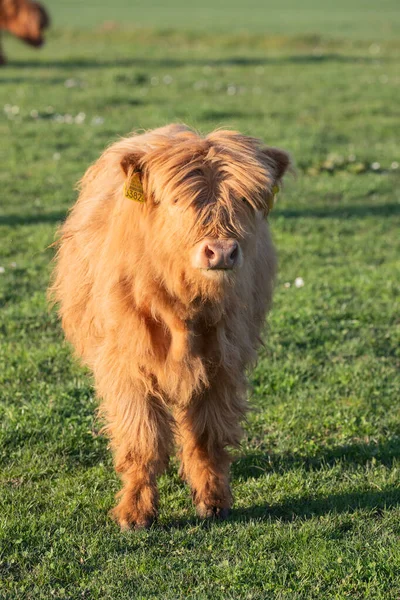 Vaca Pão Escocesa Gado Nas Terras Altas Fazenda Suíça — Fotografia de Stock