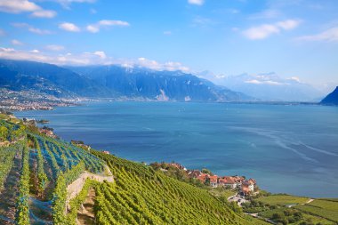 lavaux bölgedeki üzüm bağları