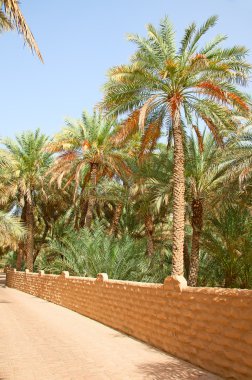Al Ain bahçede hurma