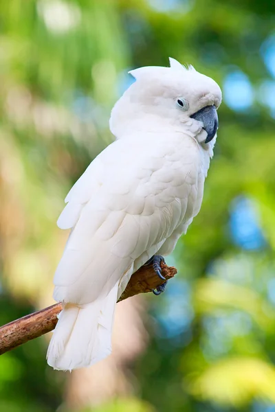 Cacatua — Foto Stock