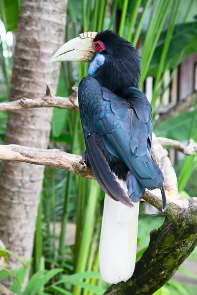 Hornbill in captivity — Stock Photo, Image