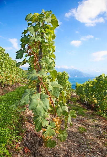 Lavaux region — Stock Photo, Image