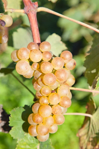 Uvas na região de lavaux — Fotografia de Stock