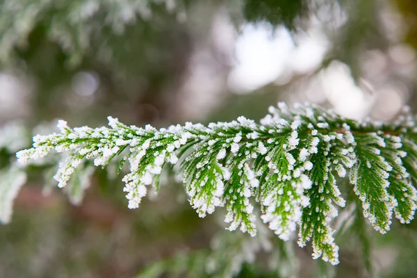 冷凍木の枝. — ストック写真