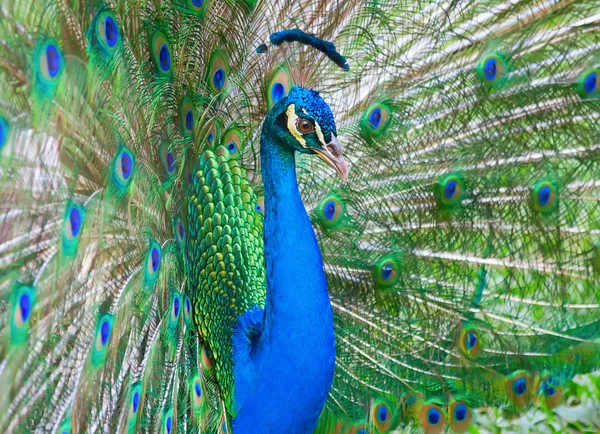 Pfauenmännchen — Stockfoto