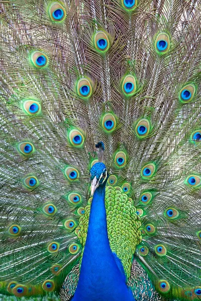 Pfauenmännchen — Stockfoto