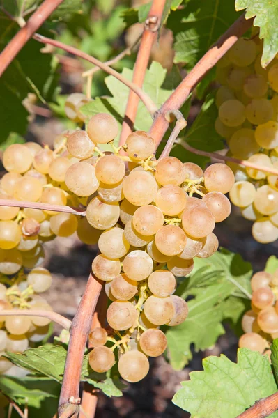 Uvas na região de lavaux — Fotografia de Stock