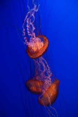 Mavi Sudaki Denizanası