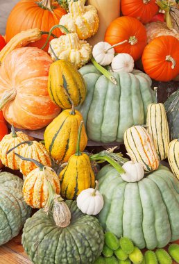 Renkli balkabakları