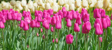 Taze çiçek açan laleler