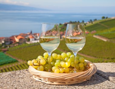 Lavaux bölgesinin üzüm bağları