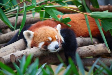 Red panda (firefox)