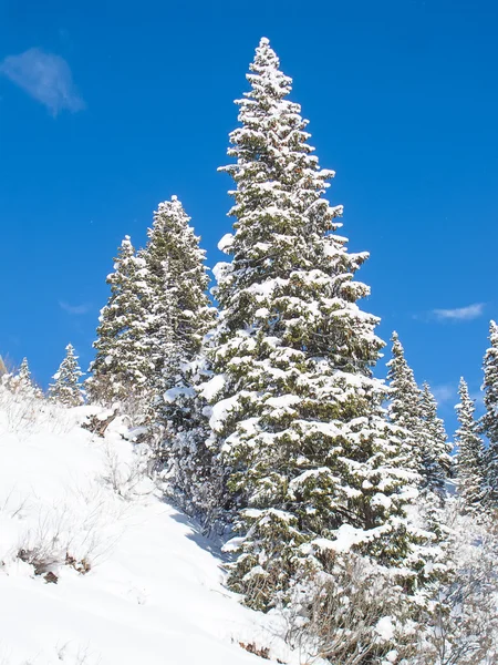 Paesaggio invernale — Foto Stock