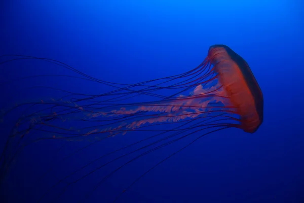 Medusas en agua azul —  Fotos de Stock