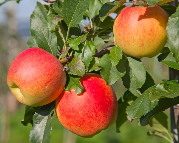 Apple tuin — Stockfoto